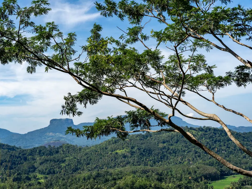 Green peaks of the Knuckles mountain range framed by branches