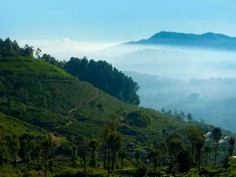 Misty morning over the tea gardens of Nuwara Eliya