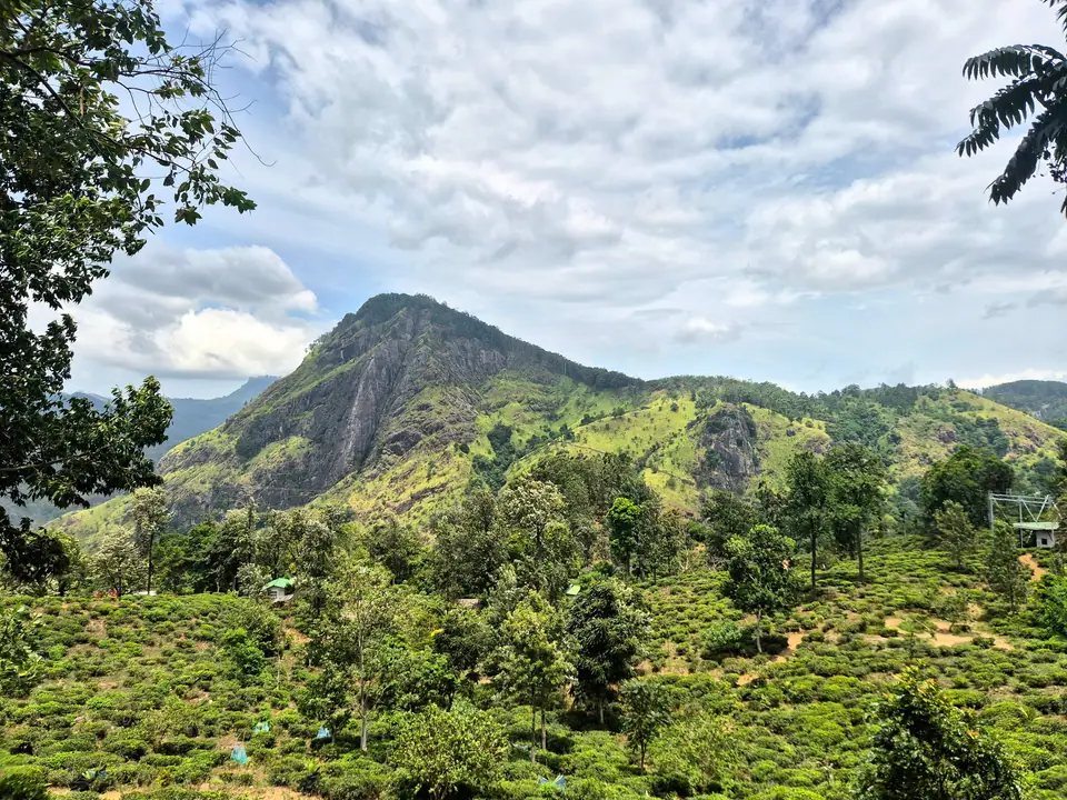 Tea bushes and forested peaks in Sri Lanka's hill country