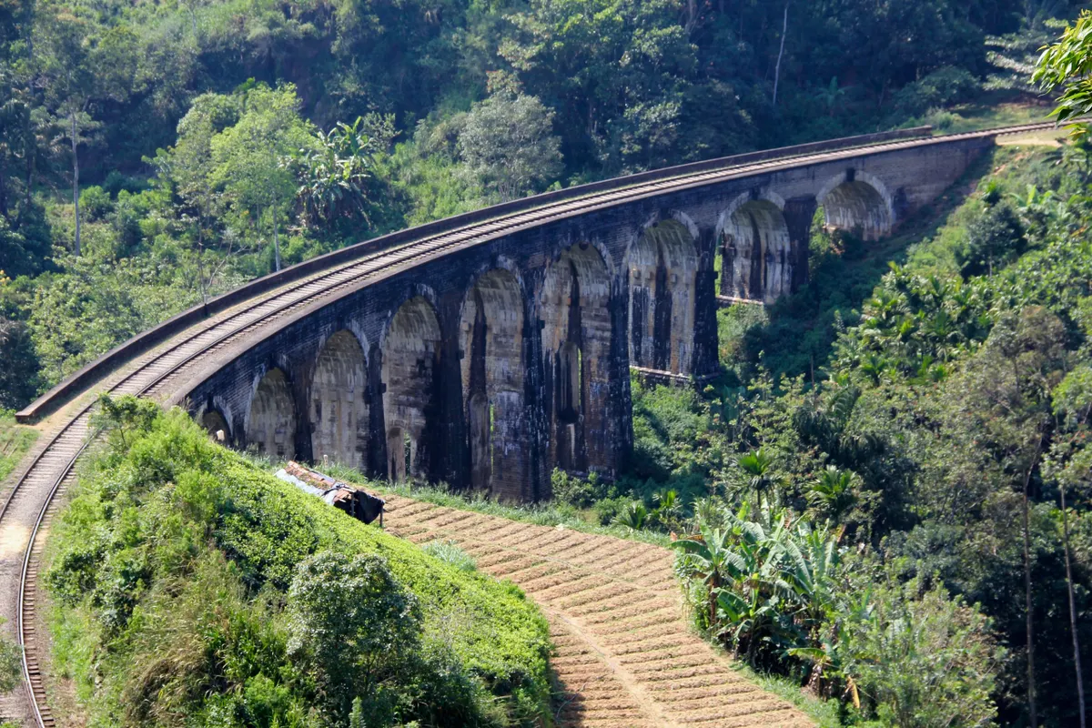 Tea plantations rolling below the hill-country line near Ella