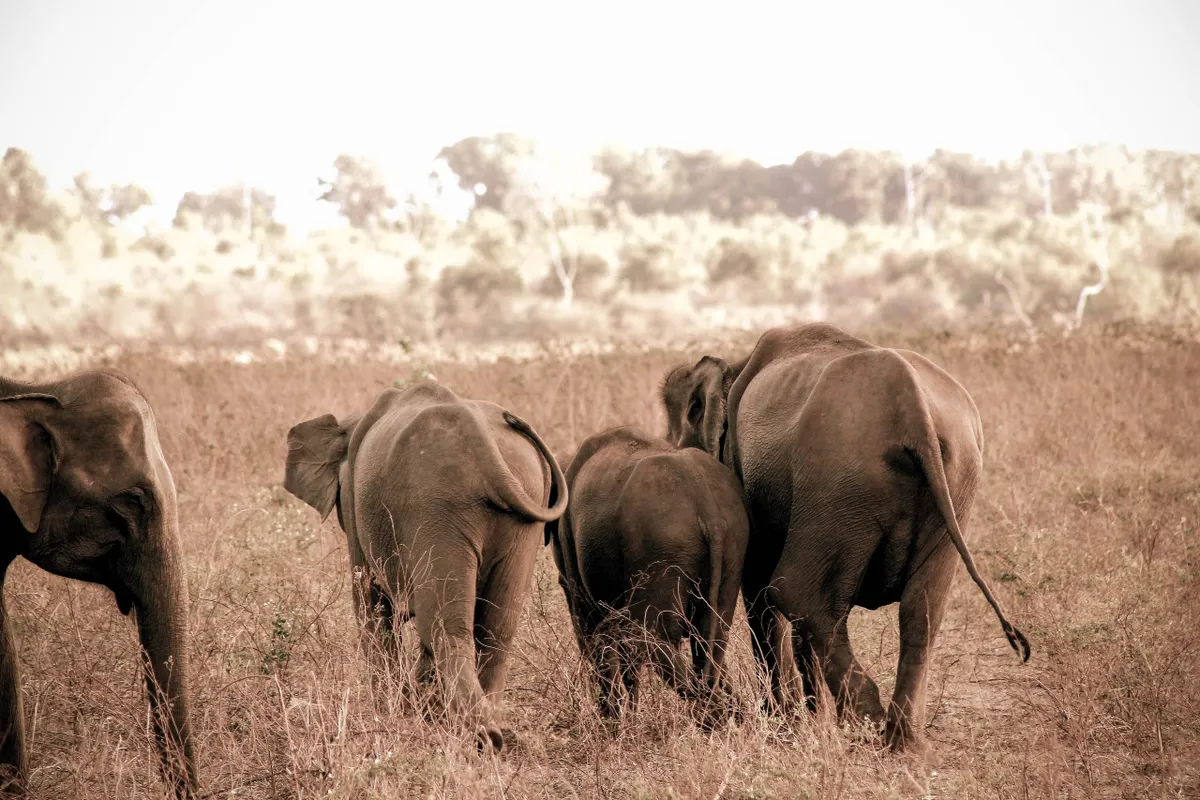 Safari jeep watching a herd of wild elephants on the open grasslands of Udawalawe