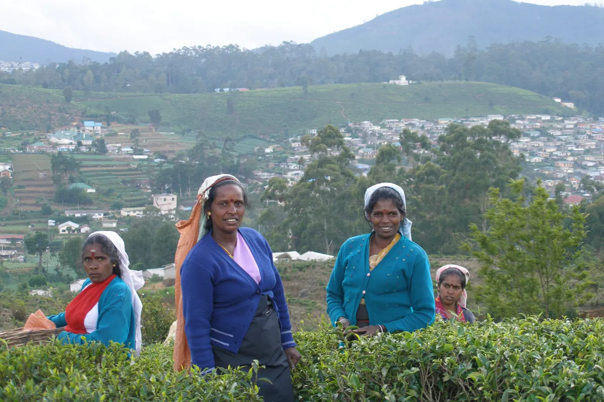 Green ridgelines above Nuwara Eliya, the halfway point of the line