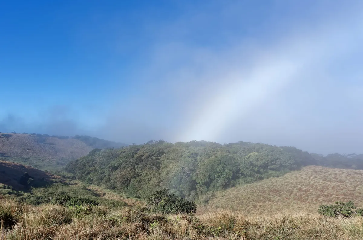 Golden grassland and cloud forest stretching across the Horton Plains plateau