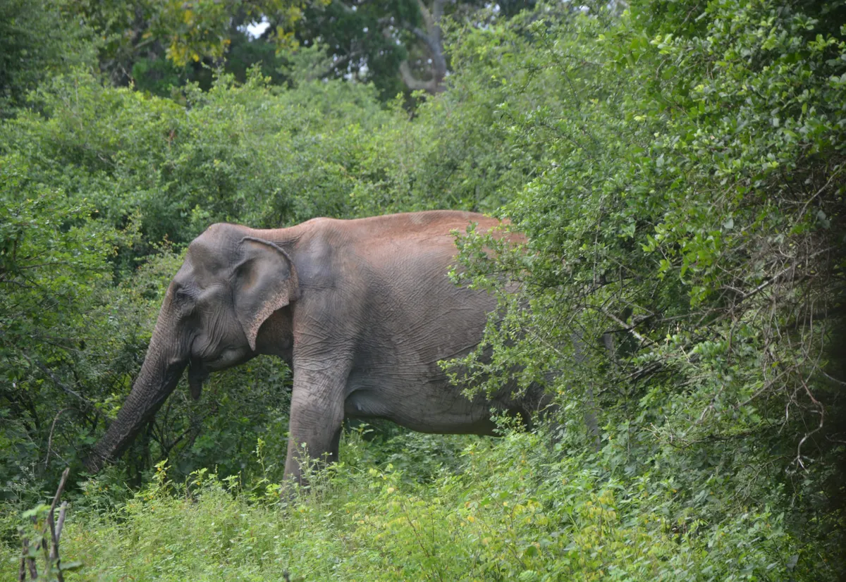 A tusker crossing the open scrub in Yala National Park