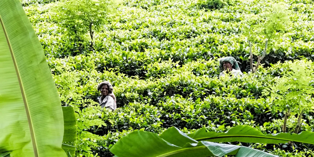 A tea plucker at work among bright green bushes in the hill country