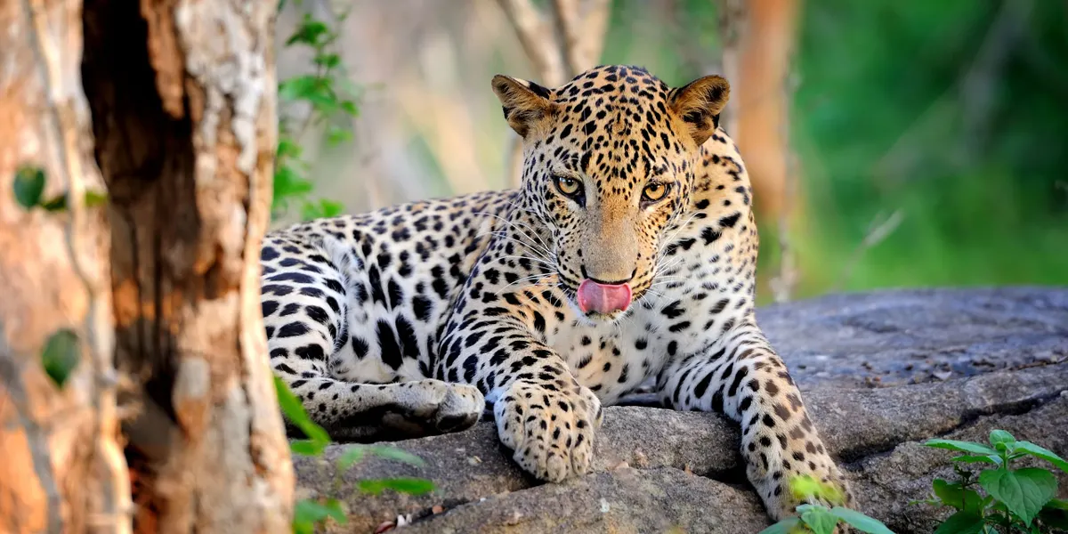 A Sri Lankan leopard resting on a rock in Yala National Park