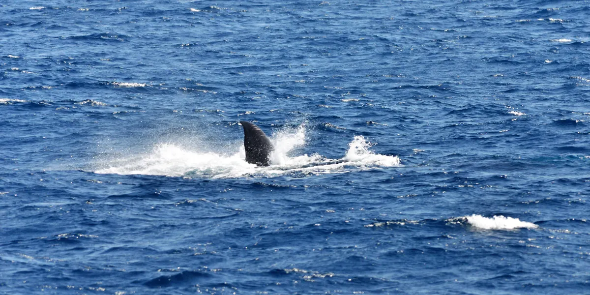 A blue whale surfacing off the coast of Mirissa
