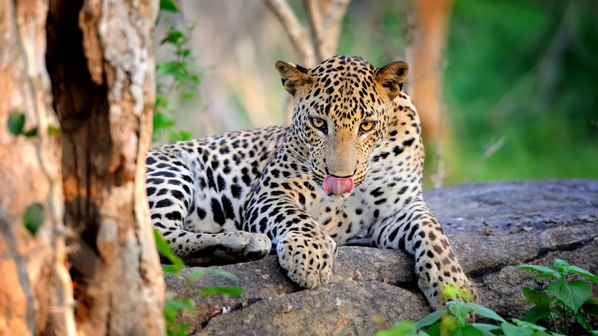 A Sri Lankan leopard resting on a rock in Yala National Park