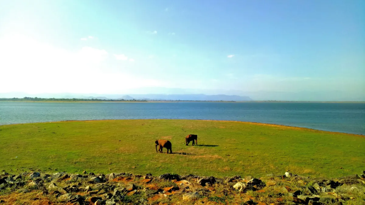 Elephants grazing on the open plains beside the Udawalawe reservoir