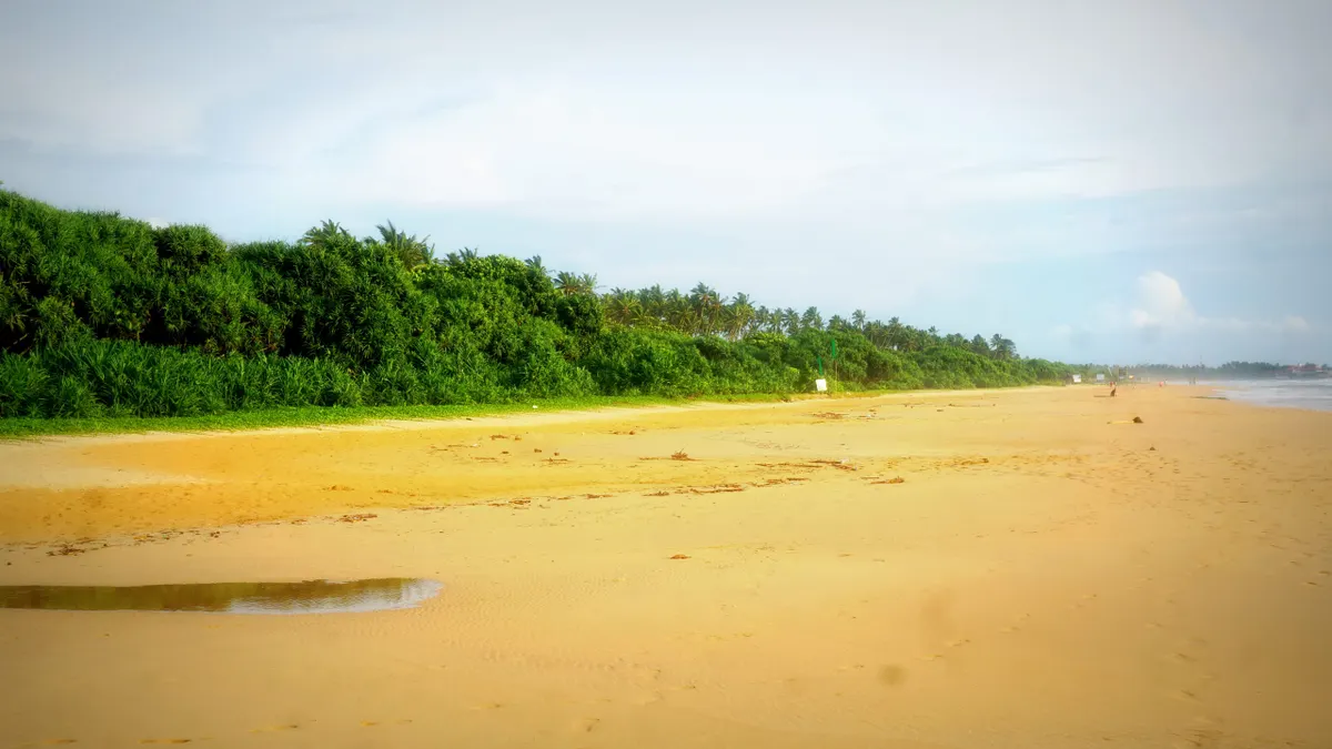 The long golden beach at Bentota backed by palms