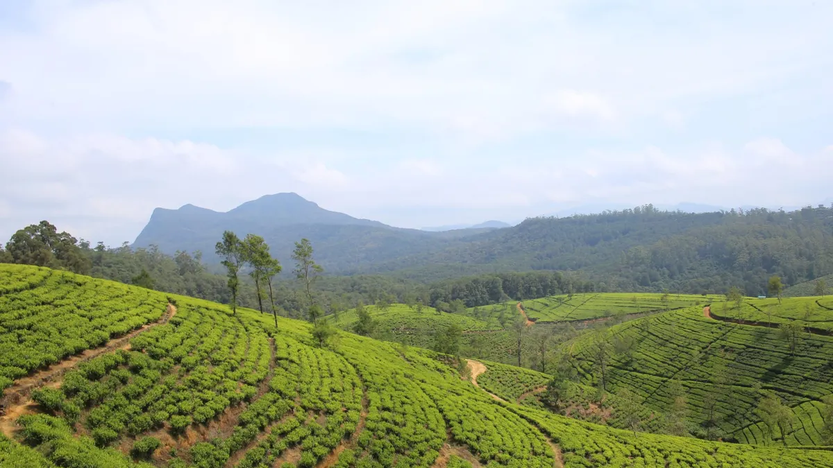 Tea plantations, Nuwara Eliya