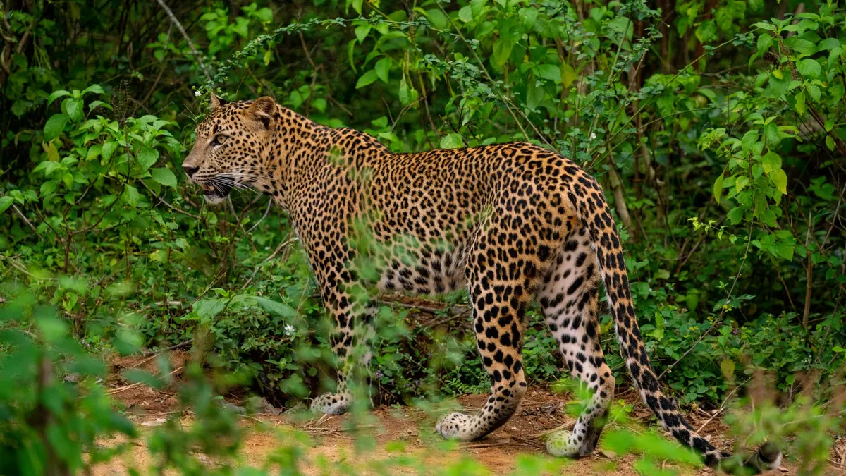 Leopard in Yala National Park