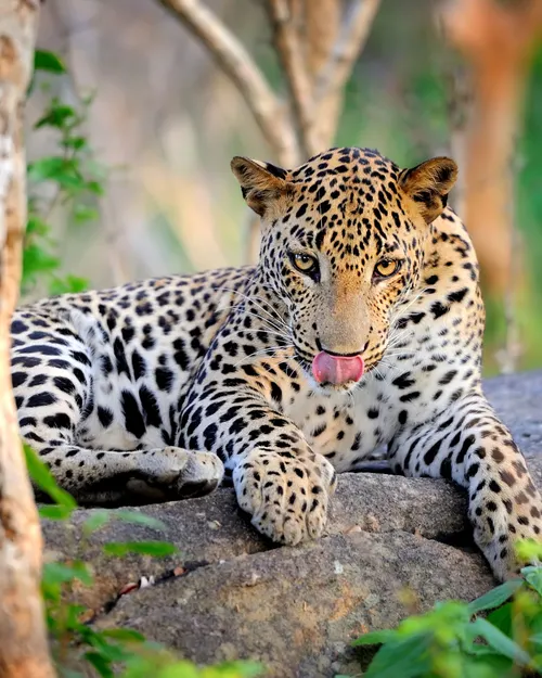 Yala National Park