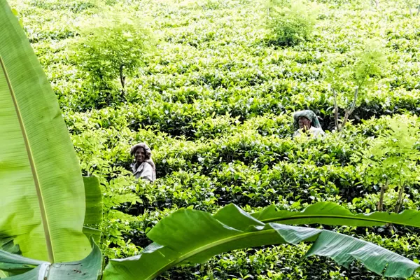 A tea plucker at work among bright green bushes in the hill country
