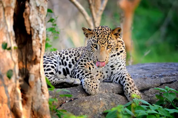 A Sri Lankan leopard resting on a rock in Yala National Park