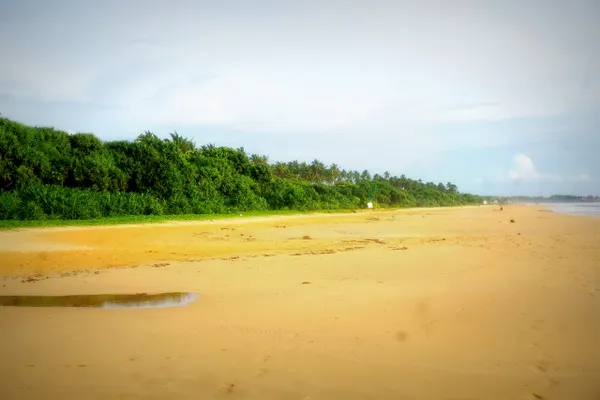 The long golden beach at Bentota backed by palms