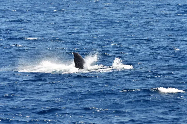 A blue whale surfacing off the coast of Mirissa