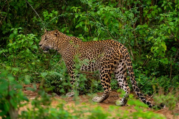 Leopard in Yala National Park