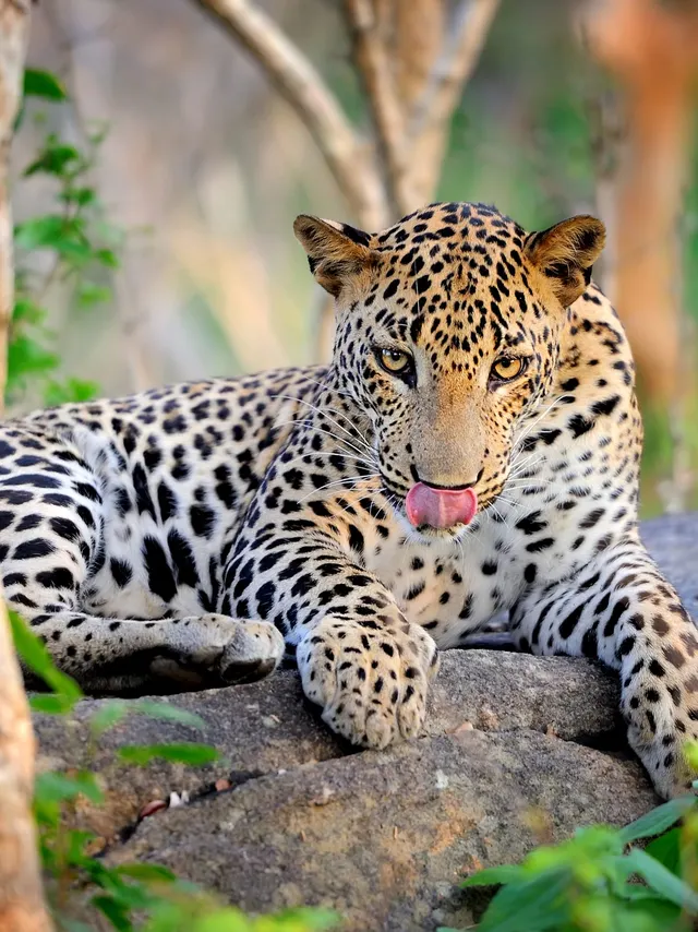 Yala National Park